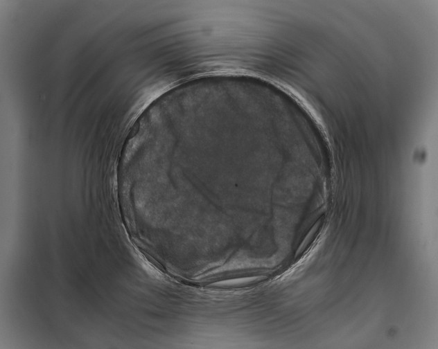 X0000099511289200806121430