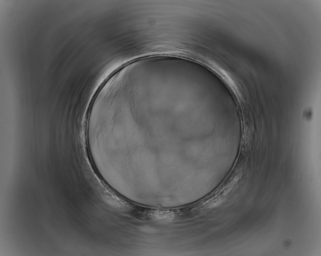 X0000099511291200806121430