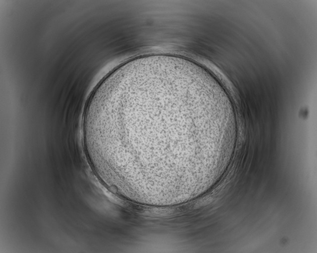X0000099511294200806121430