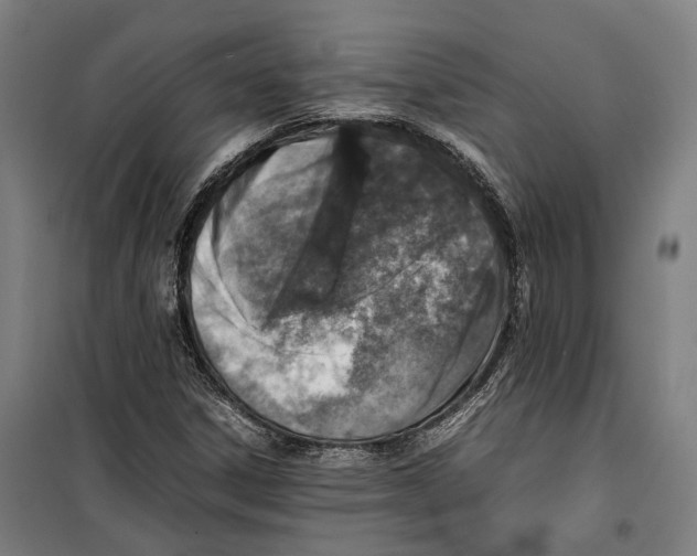 X0000099511306200806121429