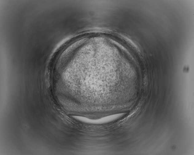 X0000099511310200806121429