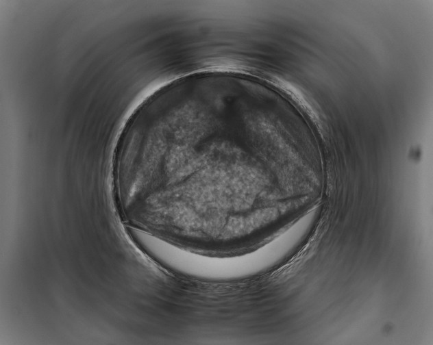 X0000099511331200806121430