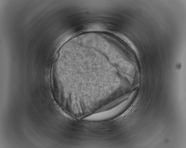 X0000099511337200806121430
