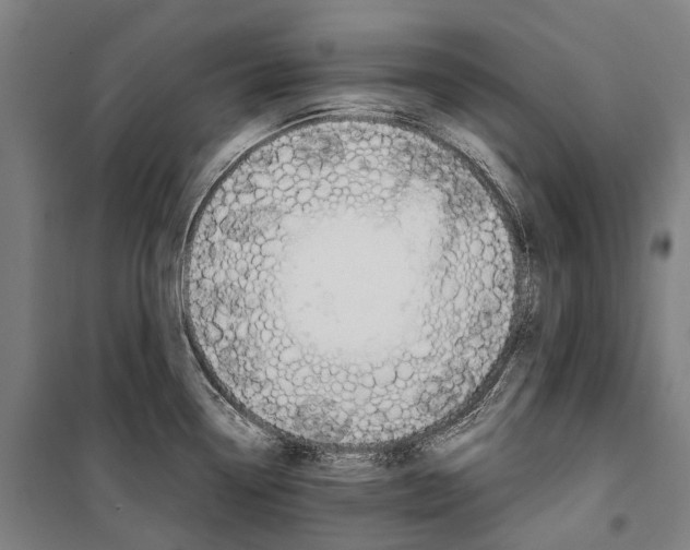 X0000099511338200806121430