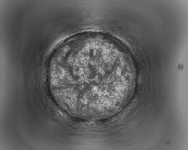 X0000099511359200806121429