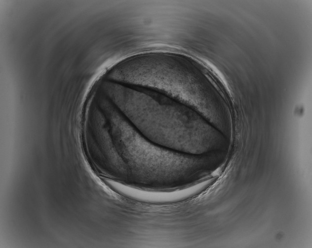 X0000099511381200806121429