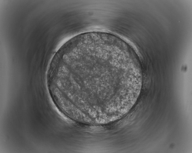 X0000099511383200806121429