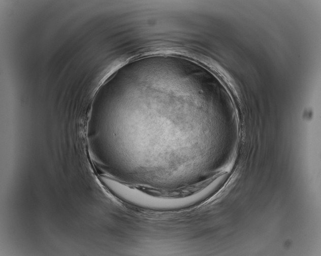 X0000099511385200806121429