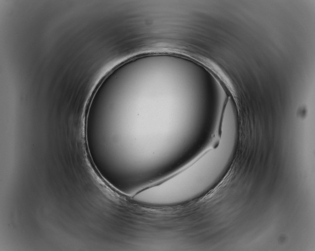 X0000099511388200806121429