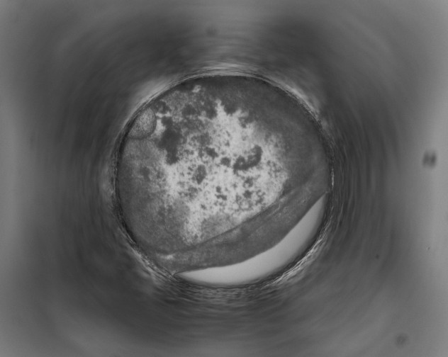 X0000099511405200806121428