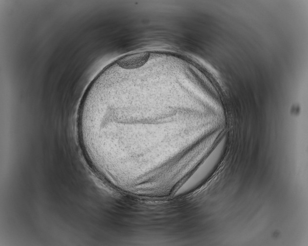 X0000099511423200806121428