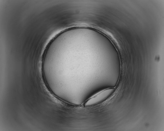 X0000099511424200806121428