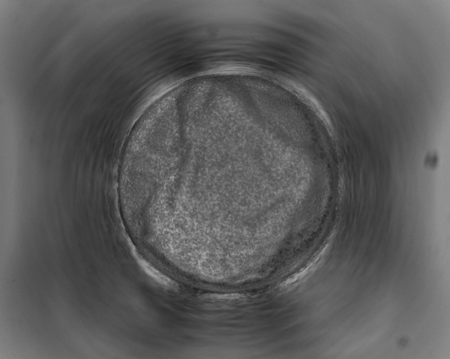 X0000099511425200806121428