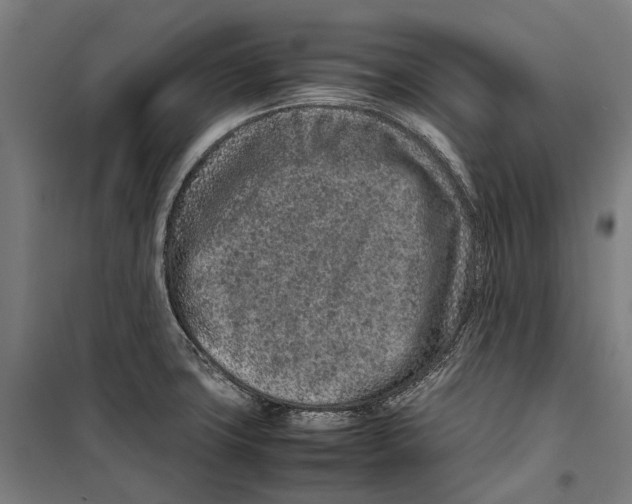 X0000099511427200806121428