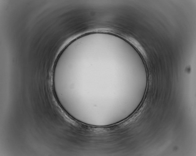 X0000099511436200806121428