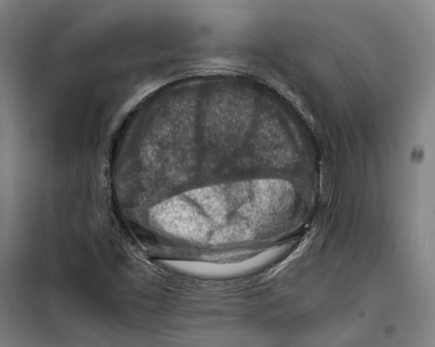 X0000099511453200806121428