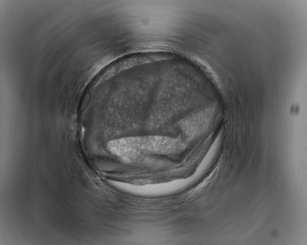 X0000099511457200806121428