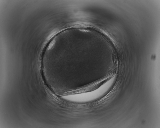 X0000099511459200806121427