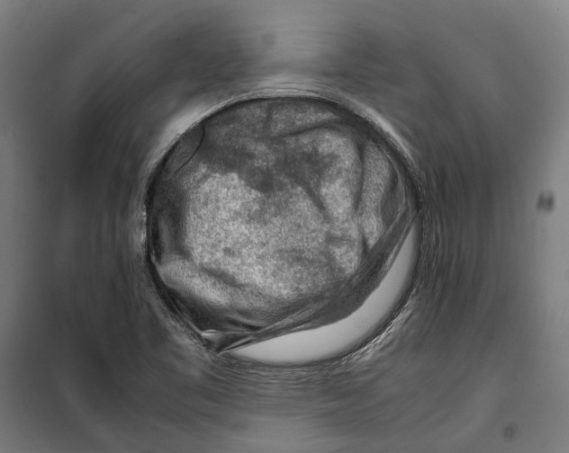 X0000099511461200806121427