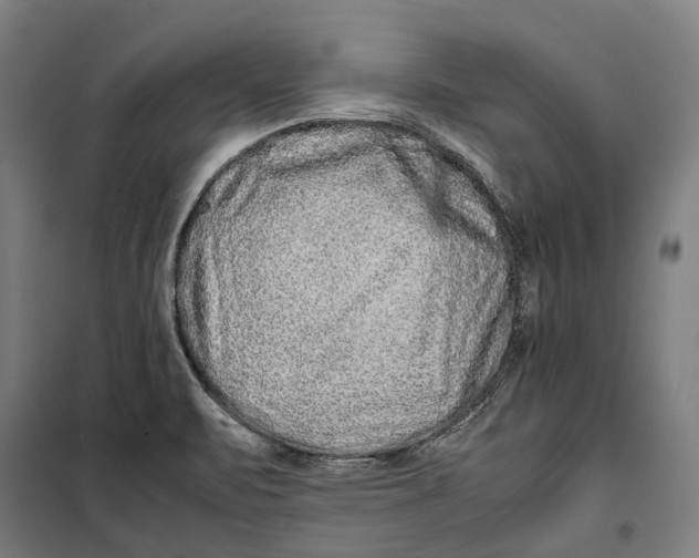 X0000099511471200806121427