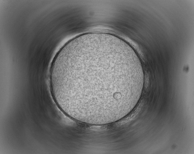 X0000099511478200806121427