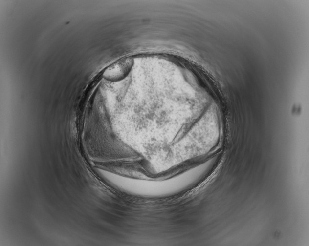 X0000099511497200806121426