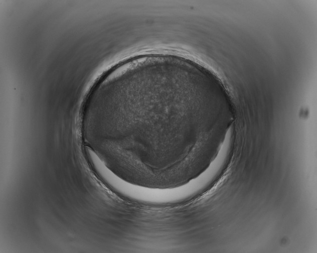 X0000099511506200806121426