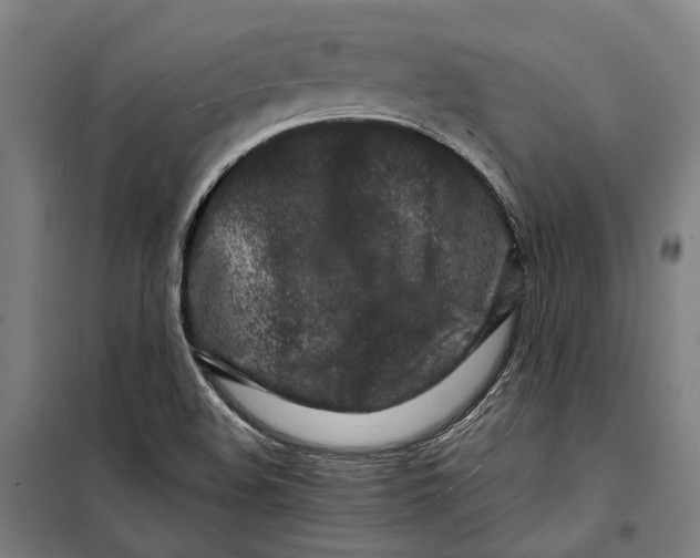 X0000099511508200806121426