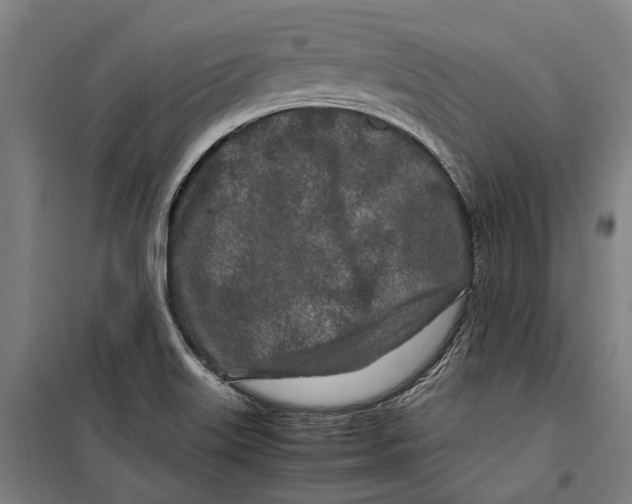 X0000099511515200806121426