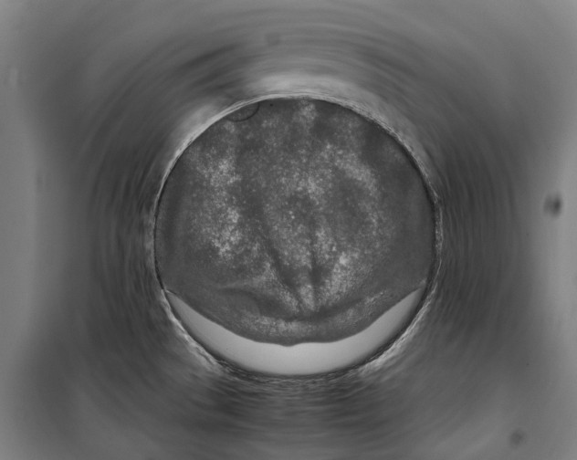 X0000099511529200806121427