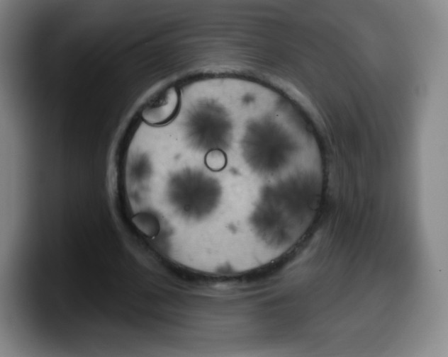 X0000099520584200805151034