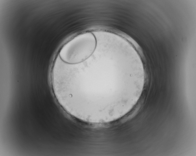 X0000099520807200805151031