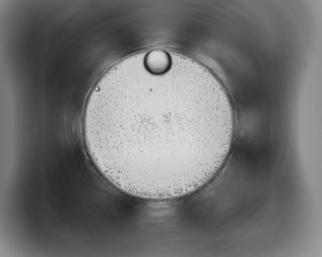 X0000099521338200805151024