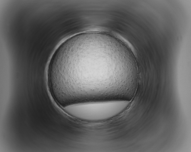X0000099521483200805151022