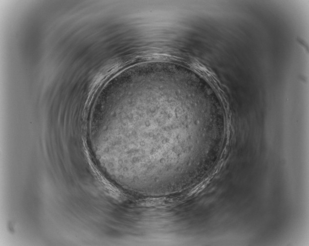 X0000099520049200805151535