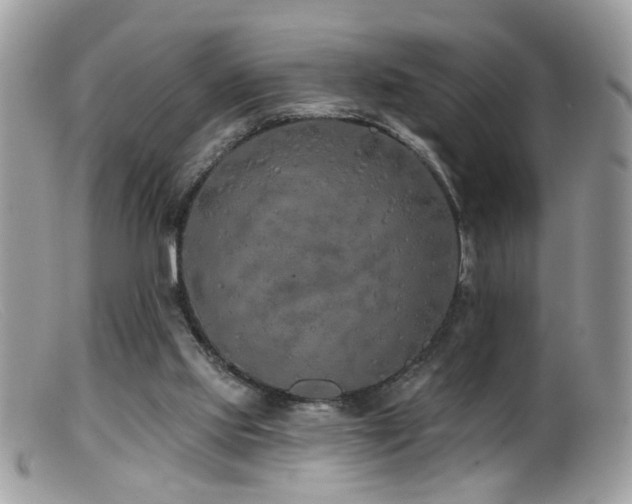 X0000099520061200805151535