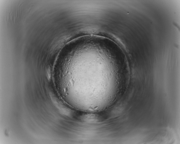 X0000099520069200805151536