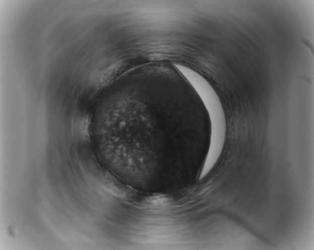 X0000099520219200805151533