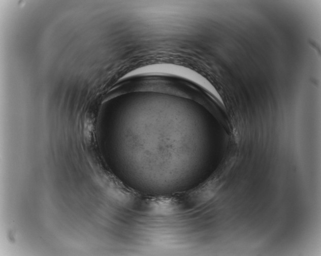 X0000099520235200805151533