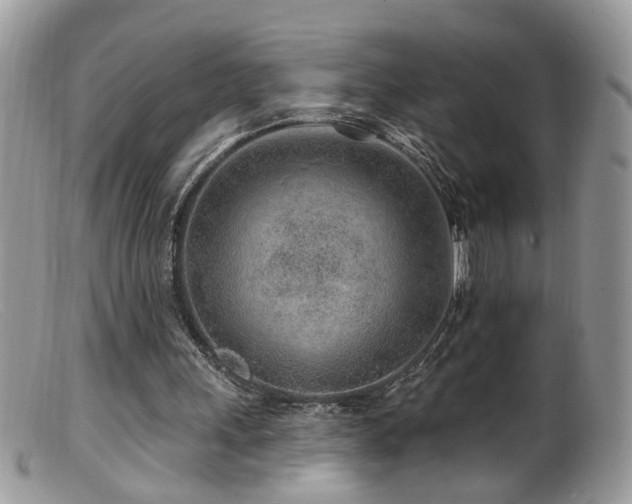 X0000099520243200805151532