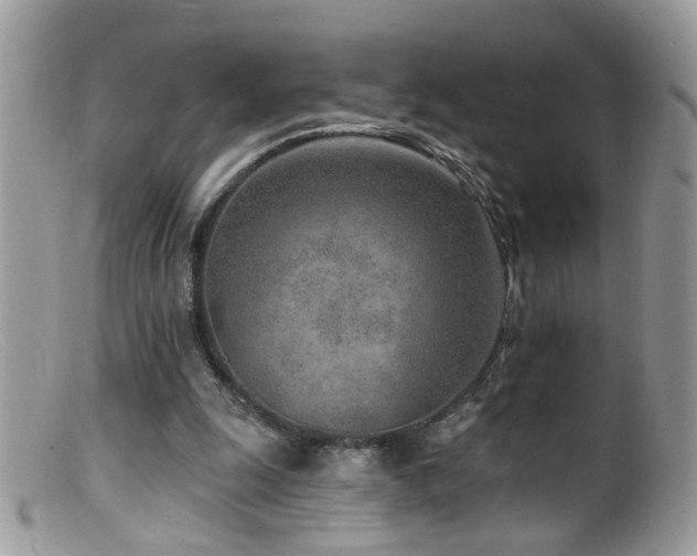X0000099520247200805151532