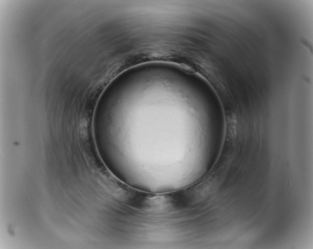 X0000099520269200805151533