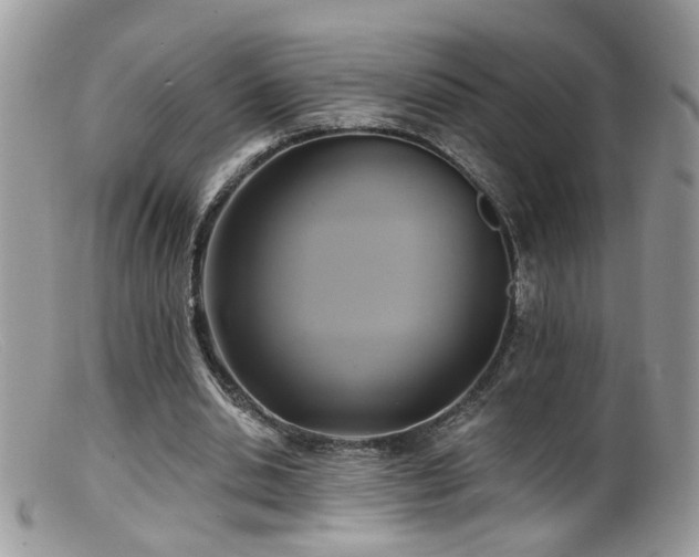 X0000099520438200805151529