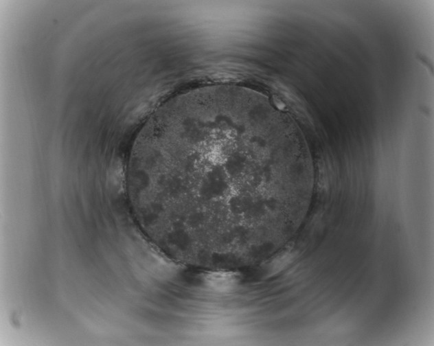 X0000099520465200805151529