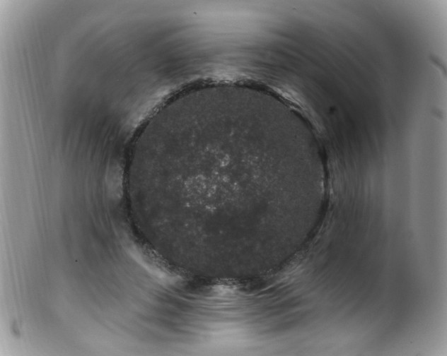 X0000099520496200805151529