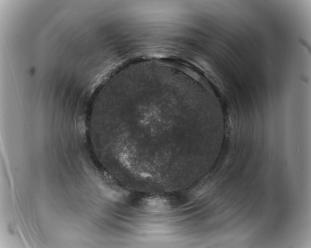 X0000099520500200805151529