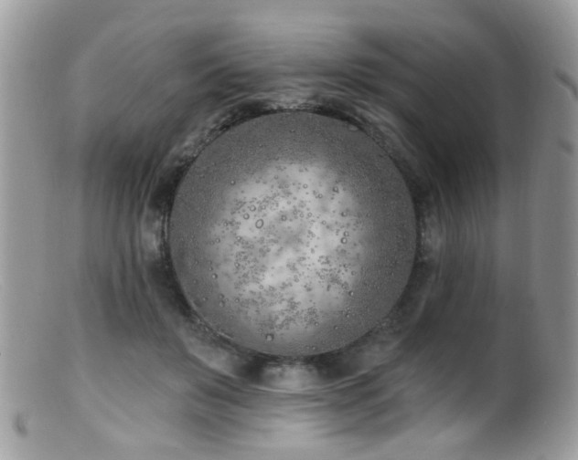 X0000099520503200805151529