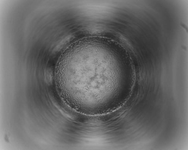 X0000099520644200805151526