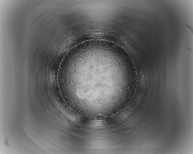 X0000099520711200805151525