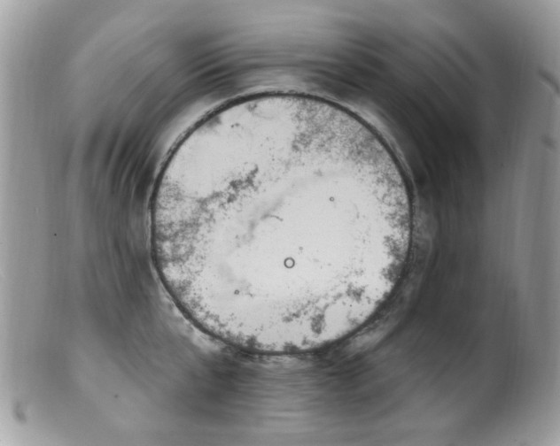 X0000099520807200805151523